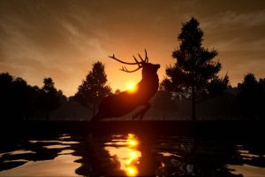 小鹿旅程/Deer Journey