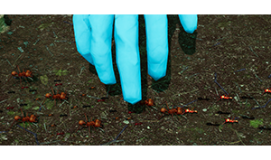 地下蚁国/Empires of the Undergrowth(v0.31)