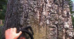 伐木工王朝/Lumberjacks Dynasty(v1.09.1 5)