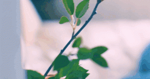 太轻易坠入爱河/Love Too Easily